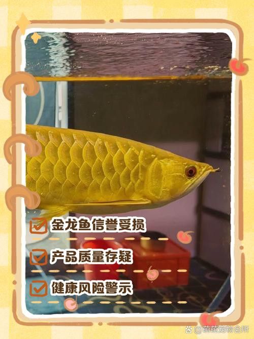 四十厘米的金龍魚(yú)多少錢(qián) 四十厘米的金龍魚(yú)多少錢(qián) 龍魚(yú)百科 第9張