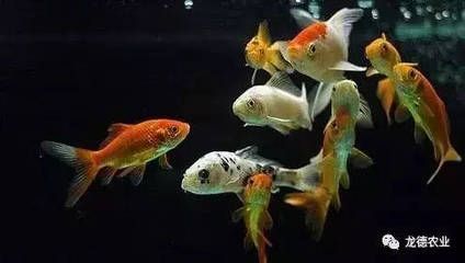 龍魚五天不吃東西了正常嗎怎么辦：當龍魚五天不吃東西時，作為飼養者可能會感到擔憂，應該如何處理