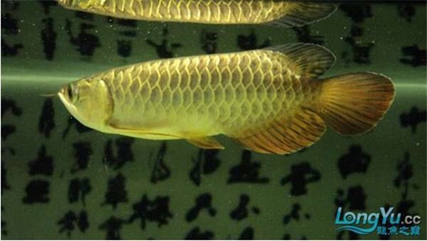 金龍魚用白缸還是黑缸養