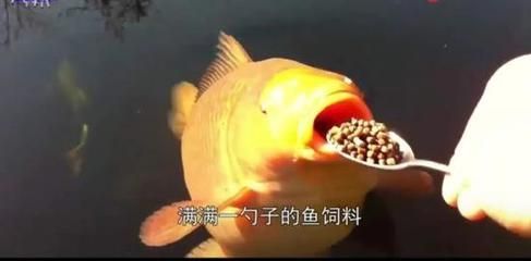 龍魚吃錦鯉飼料的可能性和影響（龍魚可以吃錦鯉飼料嗎）