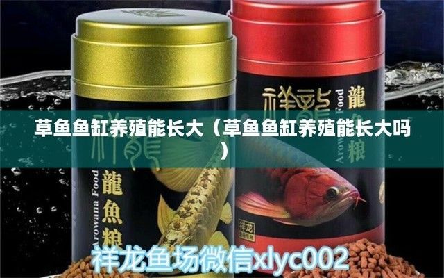 銀古魚苗養殖氧氣管理策略：銀古魚苗氧氣管理策略