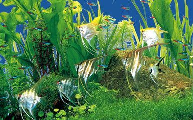 奈寵（NaiChong）魚缸（奈寵超白玻璃金晶五線金魚缸套餐版內容介紹）