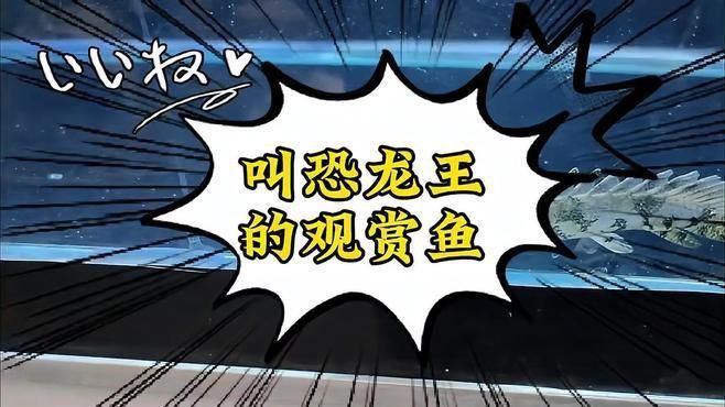 恐龍魚是什么品種