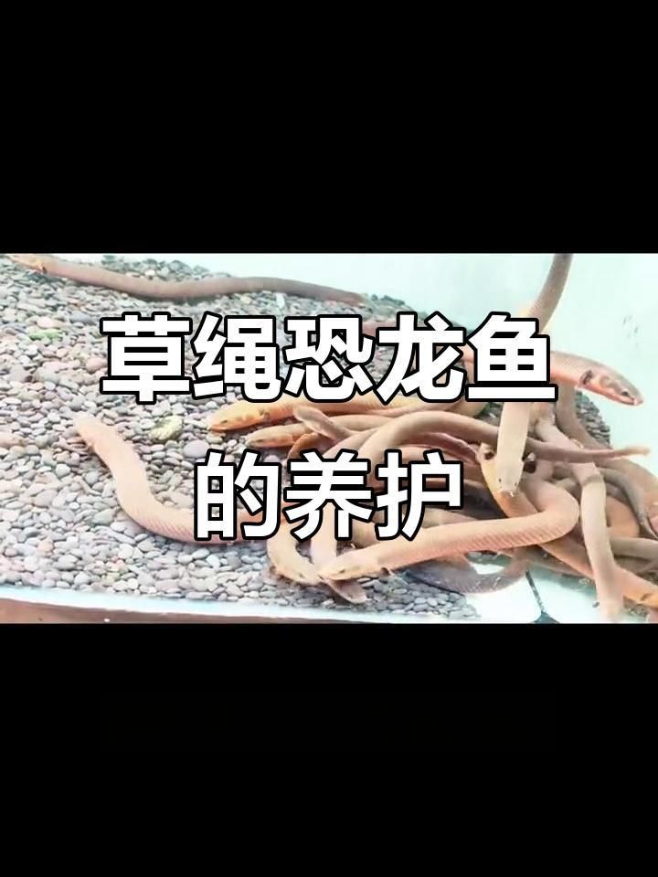 恐龍魚是什么品種