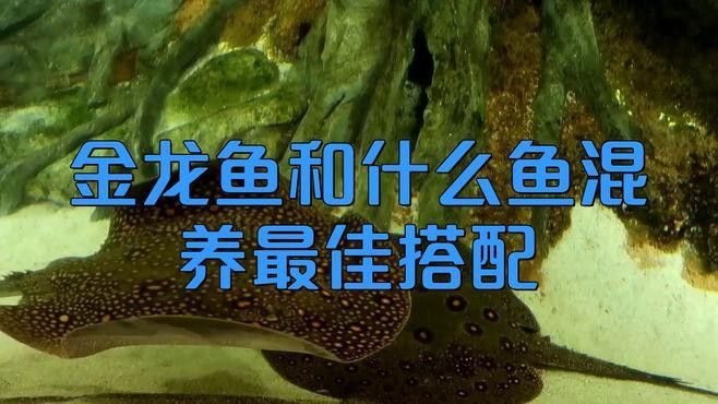 紅金龍魚和什么魚一起養好