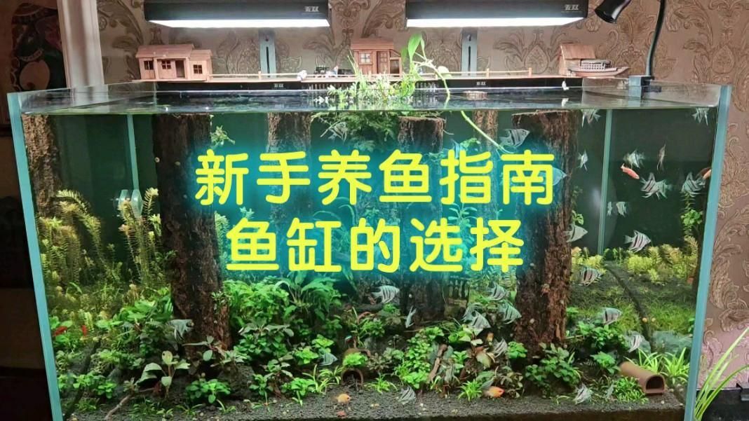 如何選擇適合自己的魚缸? 龍魚百科 第2張 如何選擇適合自己的魚缸? 如何選擇適合自己的魚缸? 龍魚百科 第2張