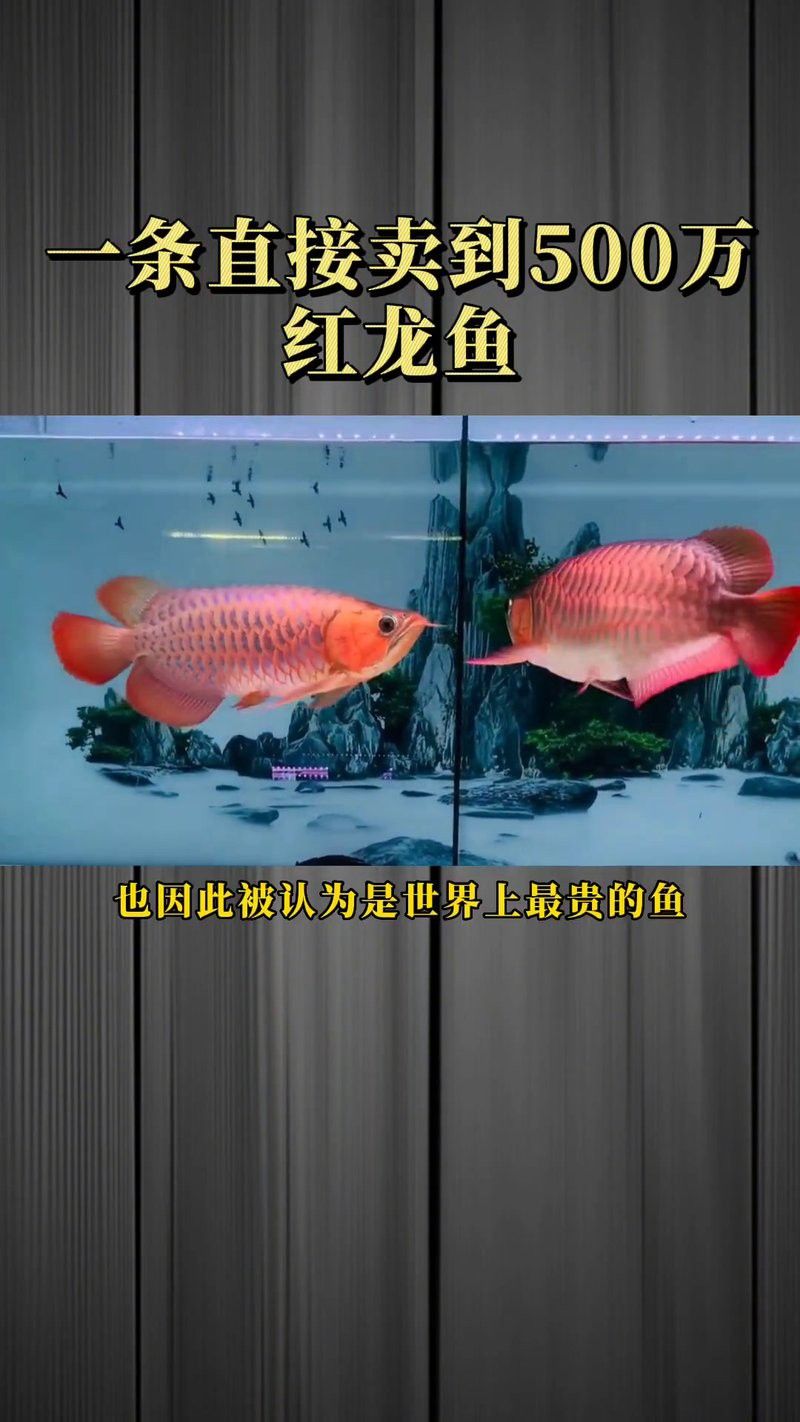 最貴龍魚價格多少錢一條