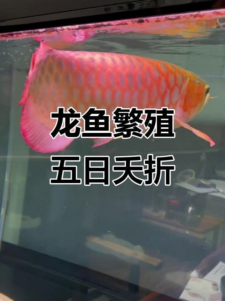 紅龍魚繁殖困難嗎？