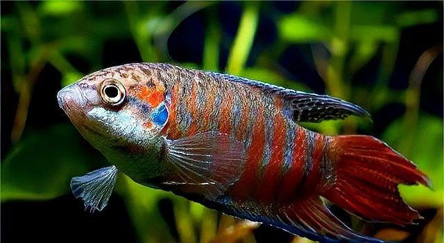 紅龍魚有哪些記憶能力