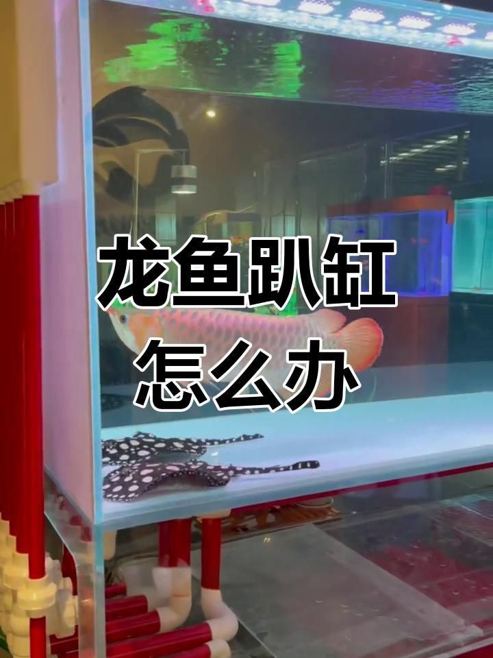 如何判斷龍魚趴缸是否嚴(yán)重？