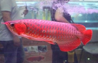 紅龍魚最好的品種在哪里賣出去的：廣州觀賞魚市場紅龍魚品種介紹[需手動填充]紅龍魚品種介紹