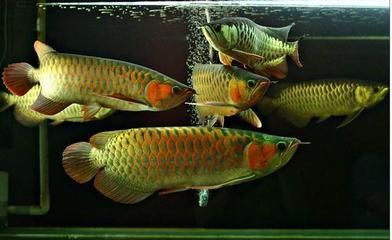 金龍魚幼魚和銀龍幼魚對(duì)比圖：金龍魚與銀龍魚價(jià)格比較，金龍魚幼魚與成魚的區(qū)別