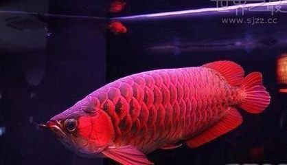 最貴的龍魚(yú)品種排行榜（最貴的龍魚(yú)品種及種排行榜） 最貴的龍魚(yú)品種排行榜（最貴的龍魚(yú)品種及種排行榜） 龍魚(yú)百科 第1張