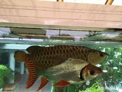 龍魚和虎魚混養的和諧期（關于龍魚和虎魚混養的和諧期時長，需要注意以下幾個方面的和諧共處）