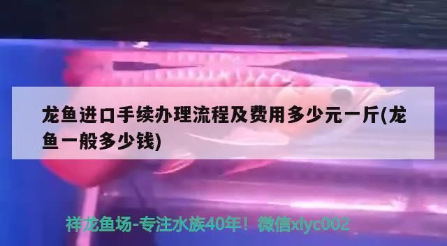 龍魚進(jìn)口手續(xù)多少錢一條啊：龍魚進(jìn)口手續(xù)流程包括以下幾個(gè)步驟龍魚進(jìn)口手續(xù)流程