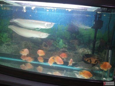 一米魚缸銀龍銀龍能長多長：一米魚缸銀龍魚能長多長