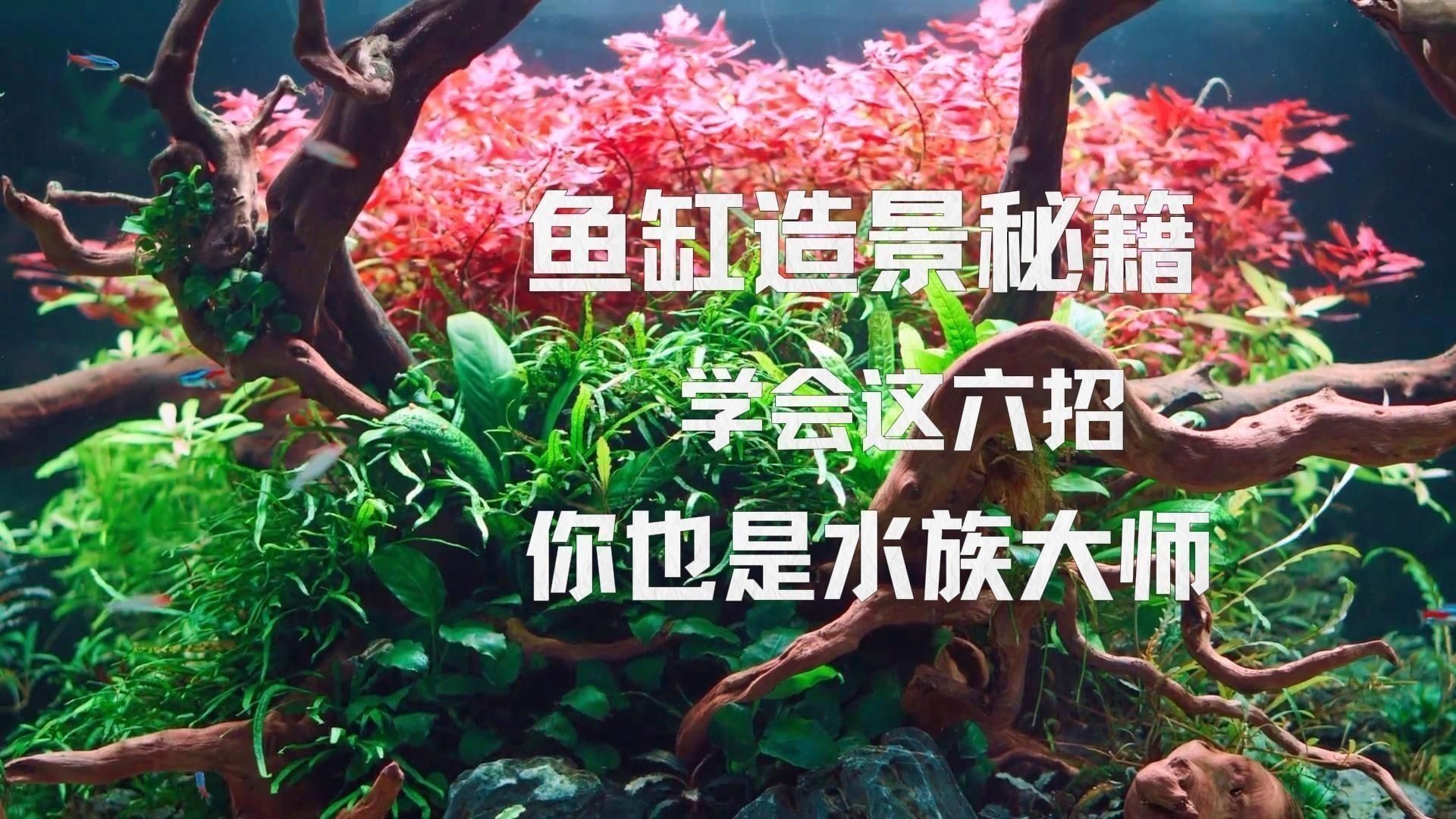 如何搭配魚缸布景以增強氣場？