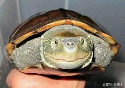 草龜能和龍魚一起養嗎：草龜可以和龍魚一起養嗎