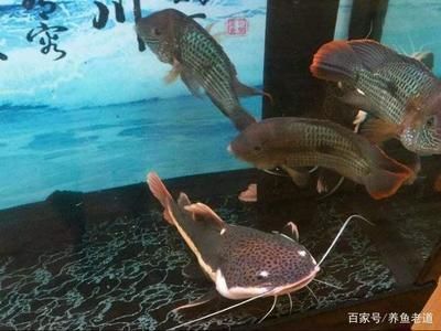 家里養銀龍魚好還是招財好一點（家里養銀龍魚好還是招財魚好）