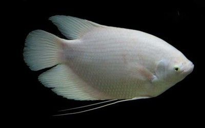 家里養銀龍魚好還是招財好一點（家里養銀龍魚好還是招財魚好）