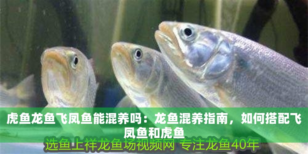 虎魚龍魚飛鳳魚能混養(yǎng)嗎：龍魚混養(yǎng)指南，如何搭配飛鳳魚和虎魚