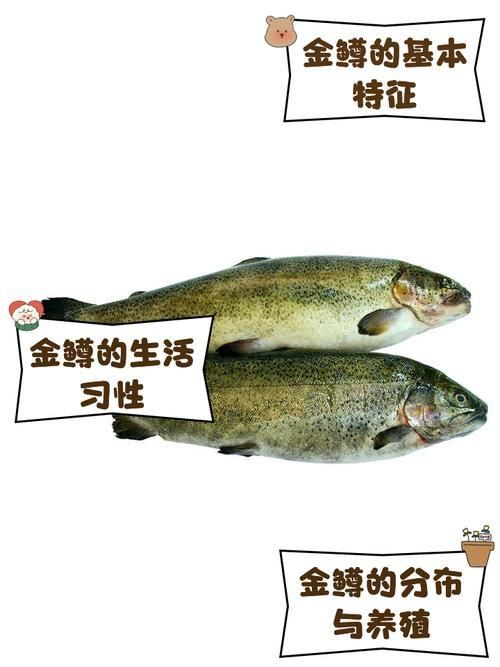 金鱒魚圖片