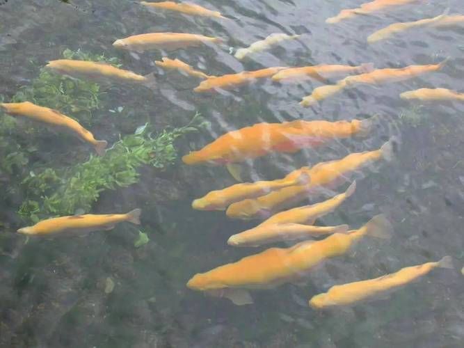 金鱒魚圖片
