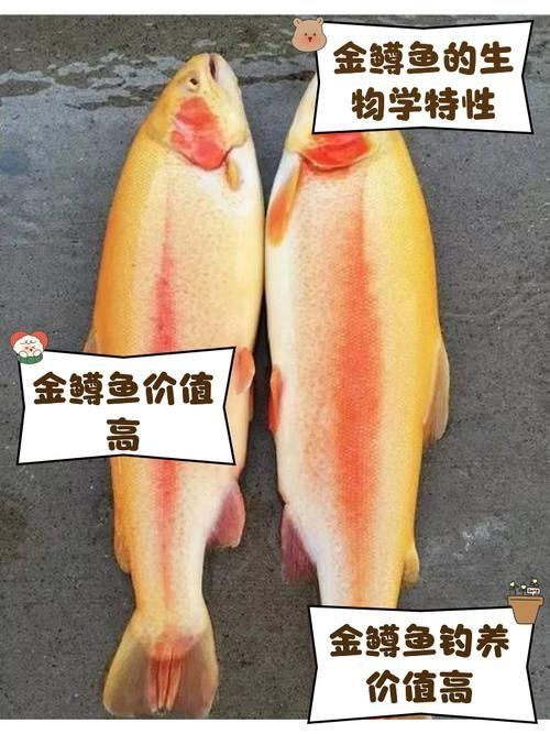 金鱒魚圖片