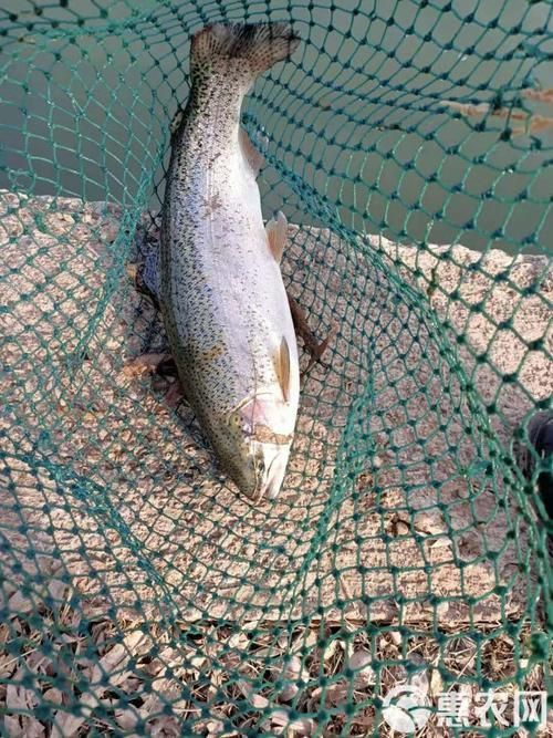 金鱒魚圖片