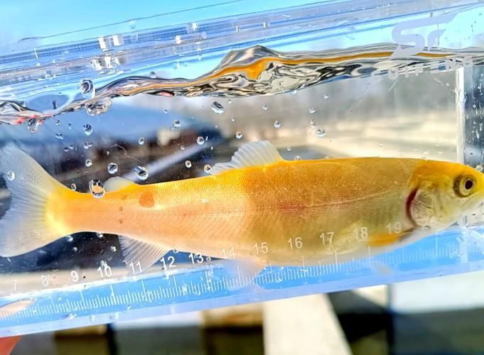 金鱒魚圖片