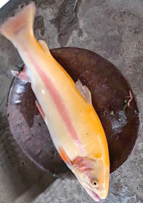 金鱒魚圖片