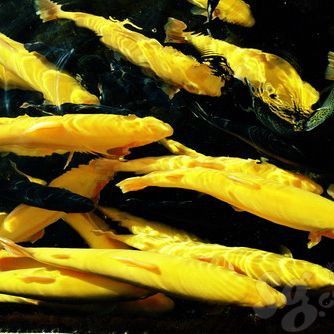 金鱒魚圖片