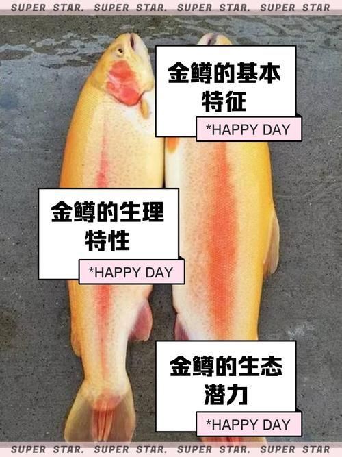 金鱒魚圖片