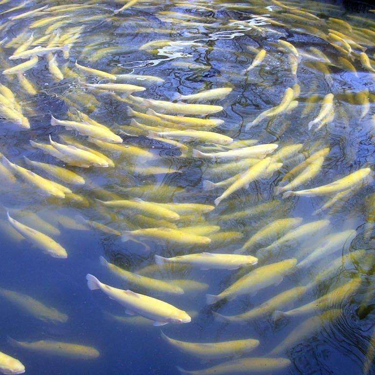 金鱒魚圖片