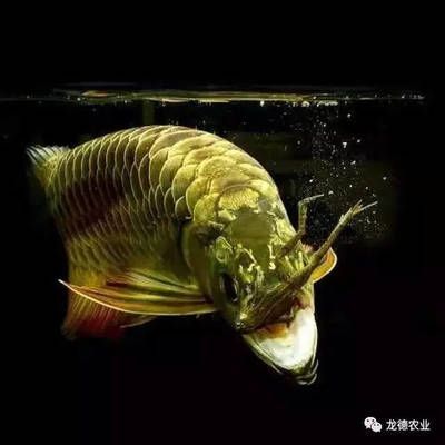 龍魚開燈，關于龍魚開燈的相關知識