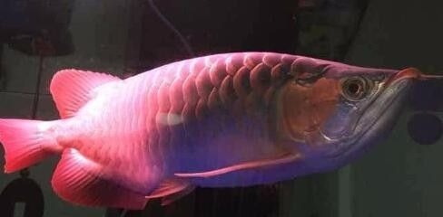 龍魚怎樣才算兜嘴：關(guān)于龍魚兜嘴的詳細(xì)解釋