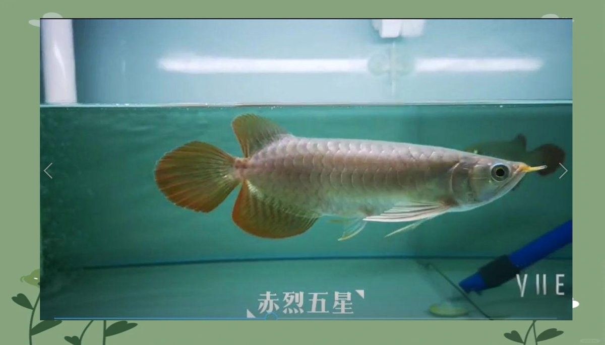 龍魚眼睛上有個(gè)小白點(diǎn)是啥病