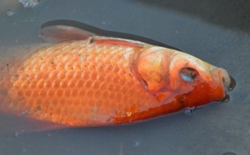 紅眼白子招財龍魚好養嗎：紅眼白子招財龍魚好養嗎紅眼白子招財龍魚好養嗎