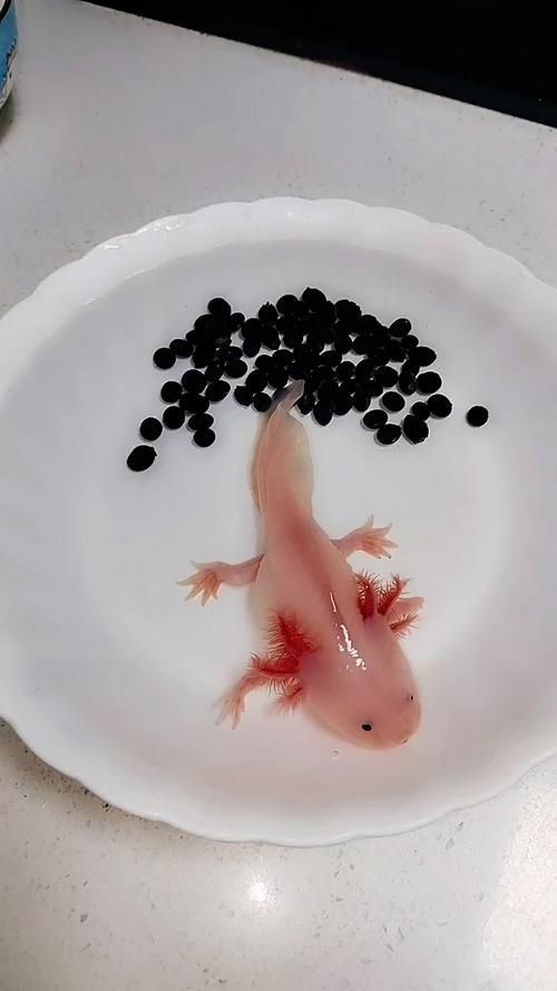 小龍魚長什么樣子圖片