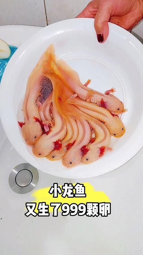 小龍魚長什么樣子圖片