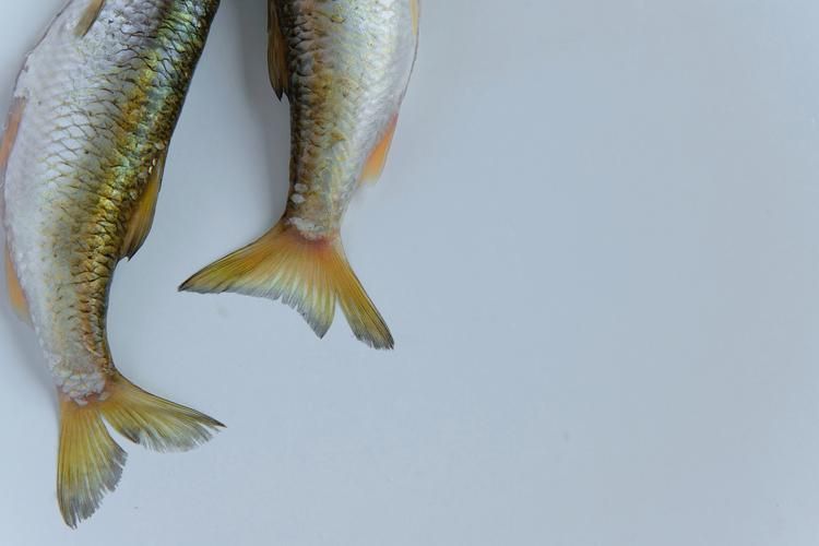 小龍魚長什么樣子圖片