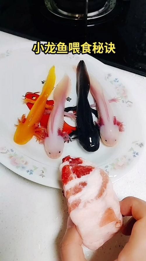 小龍魚長什么樣子圖片