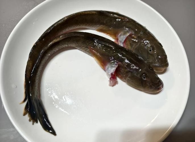 小龍魚長什么樣子圖片