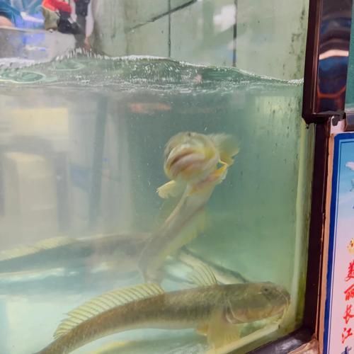 小龍魚長什么樣子圖片