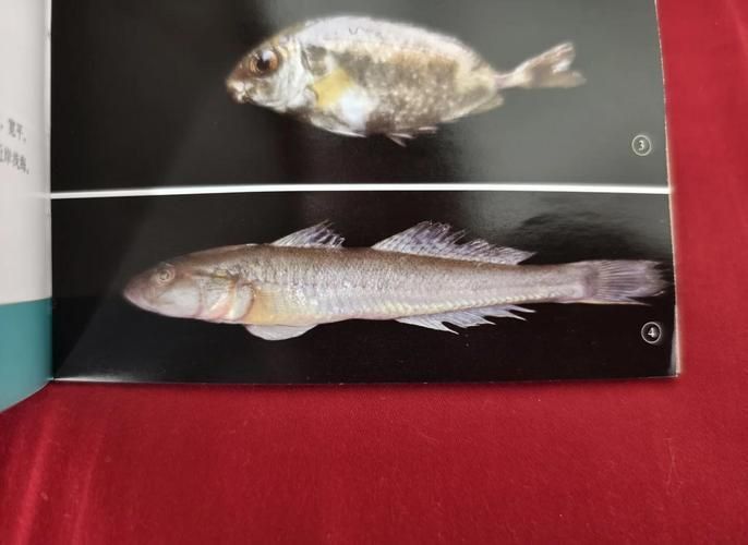 小龍魚長什么樣子圖片