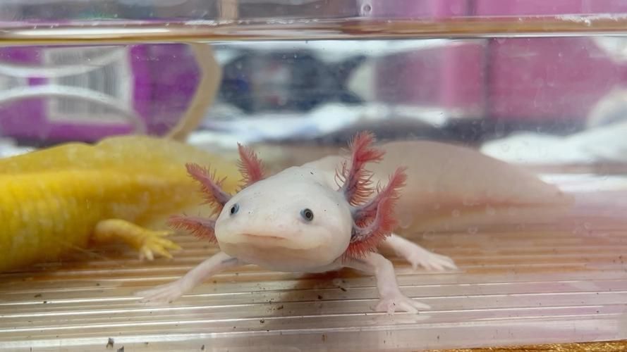 小龍魚長什么樣子圖片