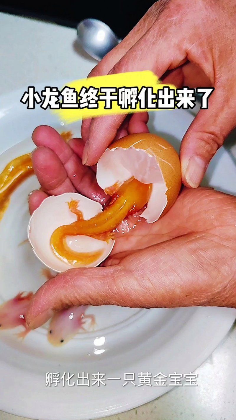 小龍魚長什么樣子圖片