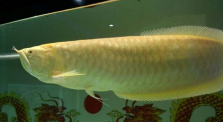 銀龍魚生病什么癥狀（銀龍魚生病時可能出現的一些癥狀）