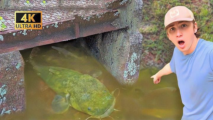如何撈龍魚