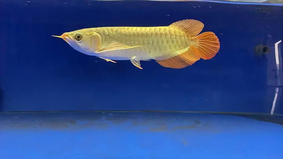 如何撈龍魚